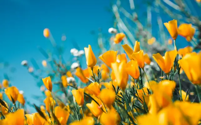 Fiori in campo, richiamo alle allergie ambientali